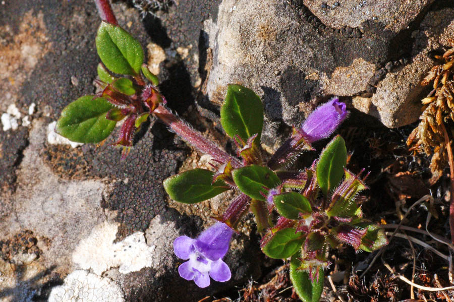 Ziziphora sardoa  (=Acinos sardous) / Acino di Sardegna